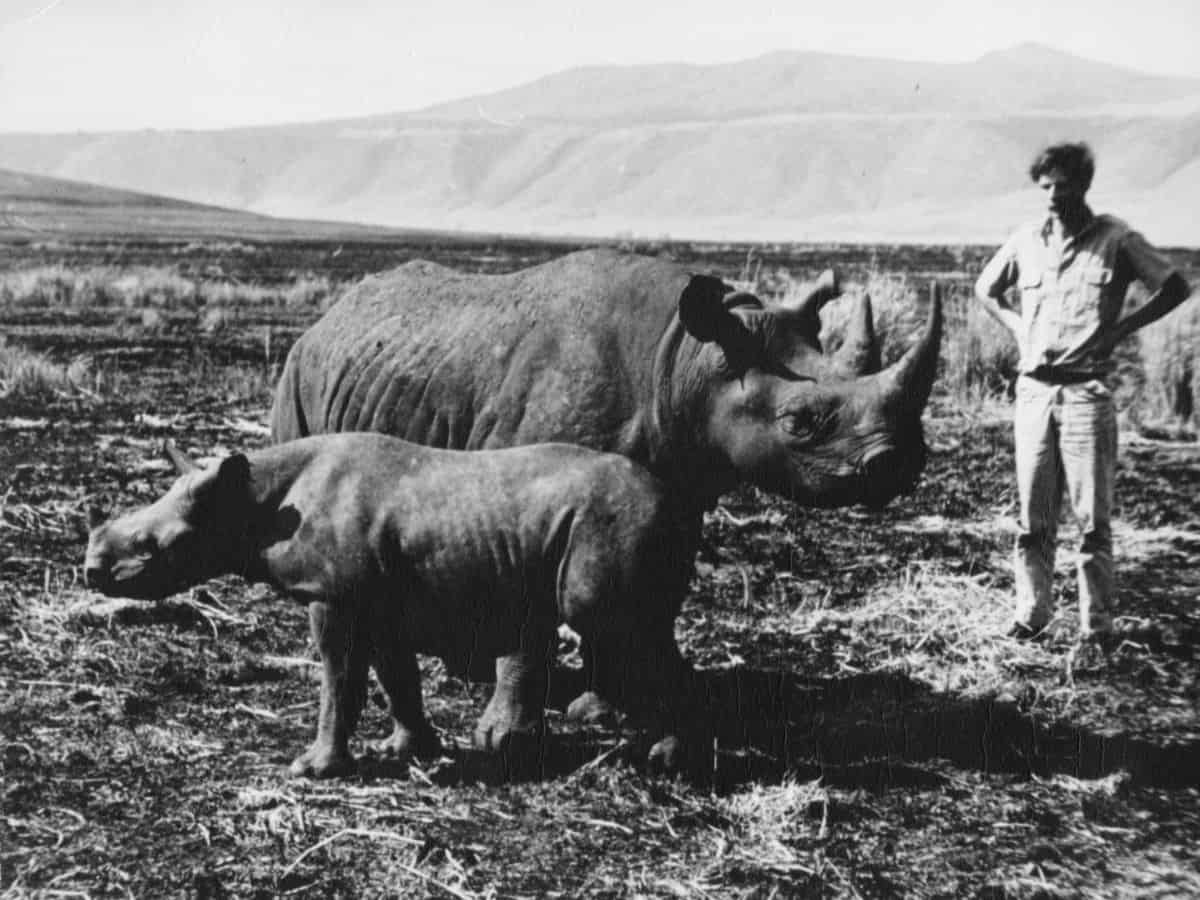 Max and Rhinos Black and white photograph of a man standing beside an adult black rhino and its calf on open African grassland, with hills in the background